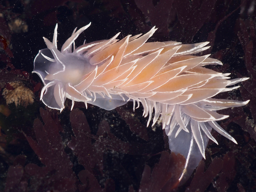 Dirona