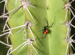 Latrodectus curacaviensis