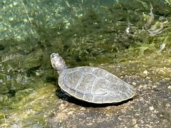 Podocnemis unifilis