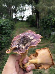 Cantharellus violaceovinosus