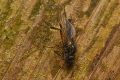 Bibio palliatus