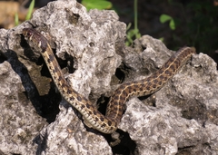 Thamnophis marcianus