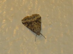 Hellula