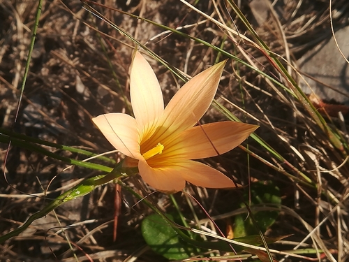 Romulea longipes