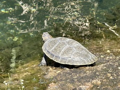 Podocnemis unifilis