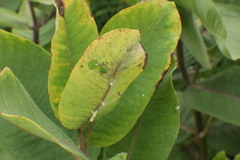 Asclepias syriaca