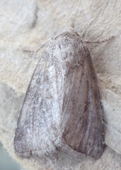 Noctuinae