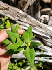 Tetragonia