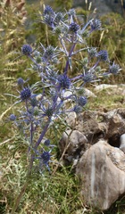 Eryngium amethystinum