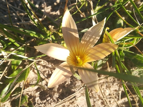 Romulea longipes