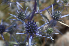 Eryngium amethystinum