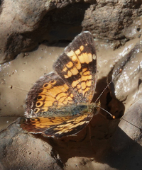 Phyciodes tharos orantain