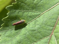 Graphocephala coccinea