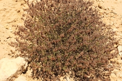 Helianthemum motae