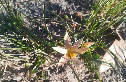 Romulea longipes