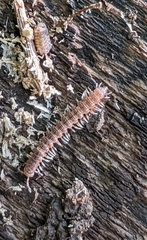 Polydesmidae