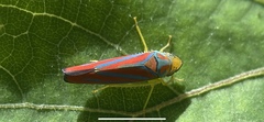 Graphocephala coccinea