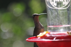 Eugenes fulgens