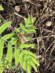 Poecilanthrax lucifer