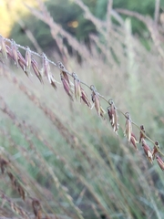 Bouteloua curtipendula