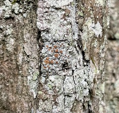 Lecanora