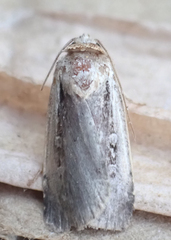 Ochropleura implecta
