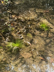 Eriocaulaceae