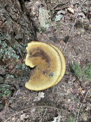 Phaeolus