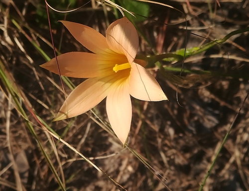 Romulea longipes