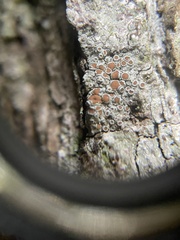 Lecanora