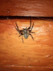 Nuctenea umbratica