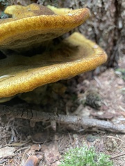 Phaeolus