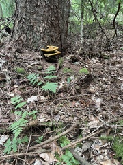 Phaeolus