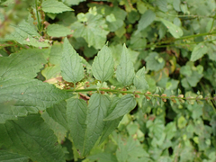 Scutellaria lateriflora