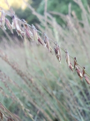 Bouteloua curtipendula