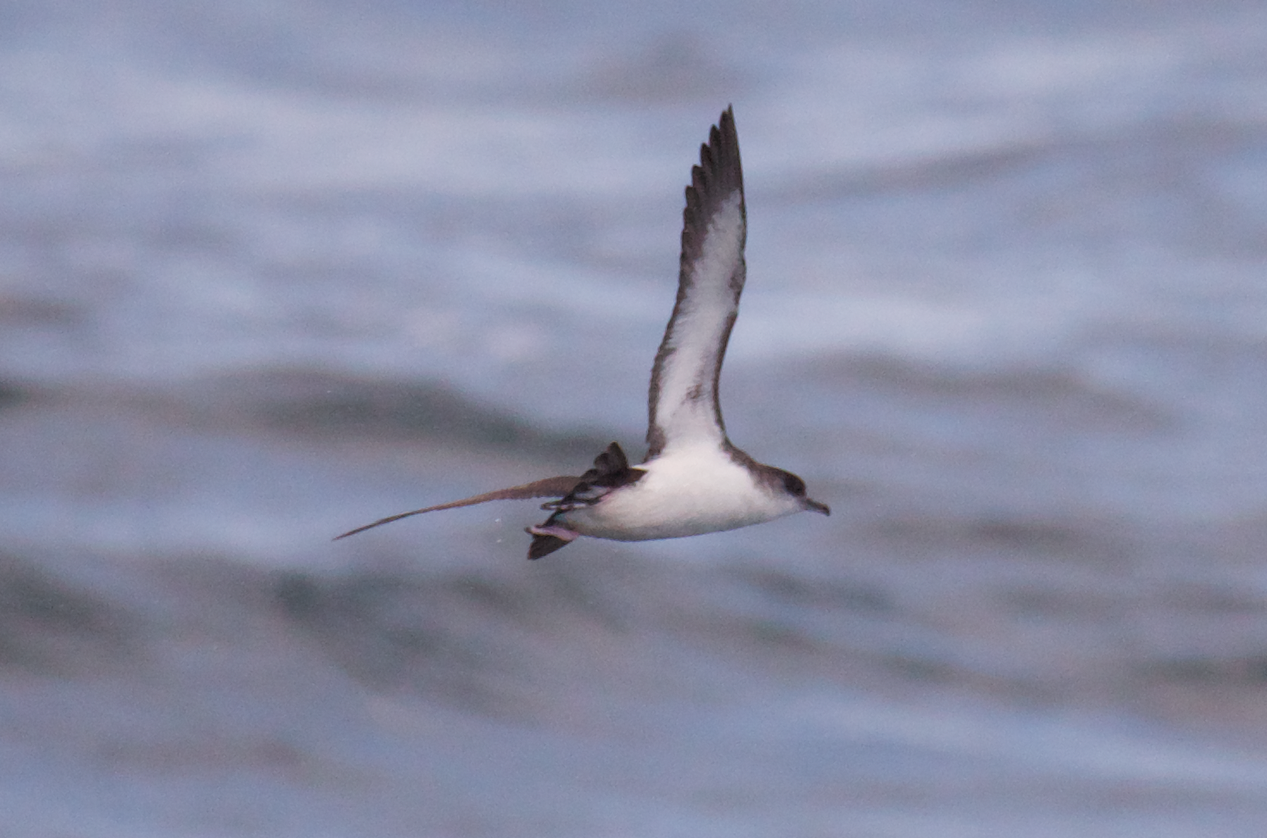Manx Shearwater (Puffinus puffinus)