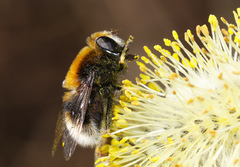 Eristalis intricaria