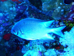 Amblyglyphidodon indicus