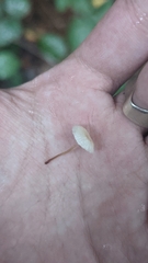 Collybiopsis quercophila