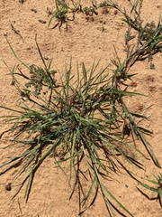 Cenchrus spinifex