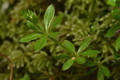 Galium triflorum