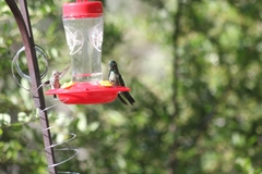 Eugenes fulgens