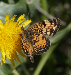Phyciodes tharos orantain