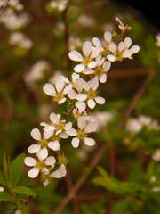 Spiraea thunbergii