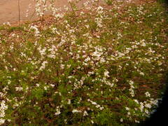 Spiraea thunbergii
