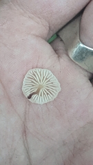 Collybiopsis quercophila