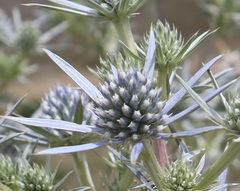 Eryngium amethystinum