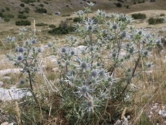 Eryngium amethystinum