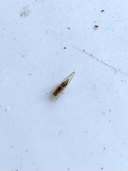 Trichopsocus