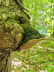 Phellinus tremulae